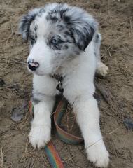 Red River Border Collies - Dog Breeders