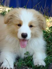 Rupproaring Border Collies - Dog and Puppy Pictures