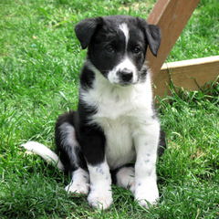 K&T Border Collies - Dog and Puppy Pictures