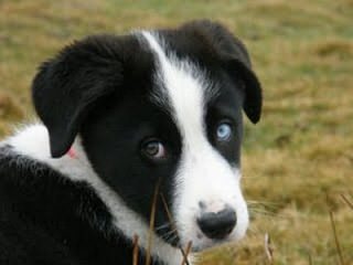 Jordyalan Border Collies - Dog Breeders