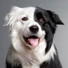 Enchantment Roadrunner Border Collies - Dog Breeders