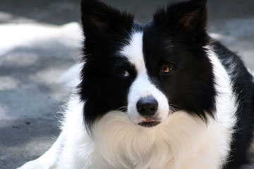 Border Collies For Sale - Dog Breeders