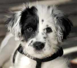 Seven Links Ranch Border Collies - Dog Breeders