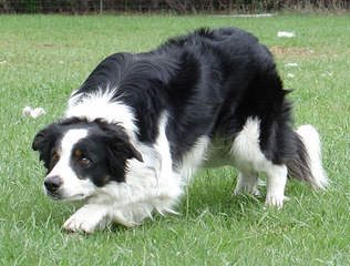 Wall 2 Wall Border Collies - Dog Breeders