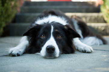 Border Collie Puppies - Dog and Puppy Pictures