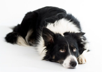 Wall 2 Wall Border Collies - Dog and Puppy Pictures