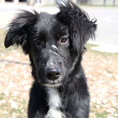 border collies creek flat dog collie