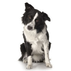 Basinbordercollies - Dog Breeders