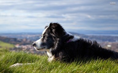 Border Collie Puppies - Dog Breeders