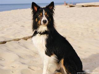 K&T Border Collies - Dog Breeders