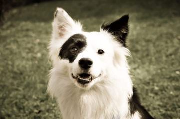 Jordyalan Border Collies - Dog and Puppy Pictures