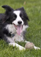 J. Mil Border Collies - Dog Breeders