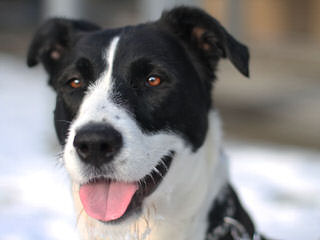 Show Me Border Collies - Dog and Puppy Pictures