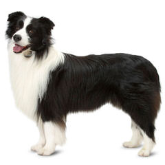 FLAT CREEK BORDER COLLIES - Dog Breeders