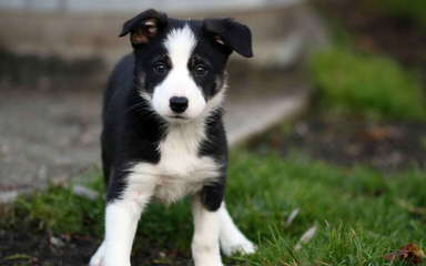 FLAT CREEK BORDER COLLIES - Dog and Puppy Pictures