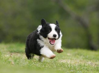 Border Collies For Sale - Dog Breeders