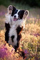 FLAT CREEK BORDER COLLIES - Dog and Puppy Pictures