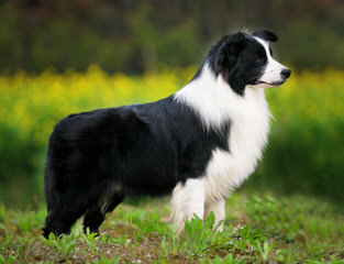 Flame of Phoenix border collie kennel - Dog Breeders