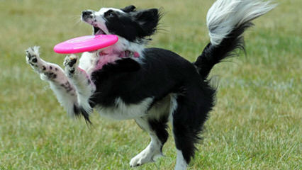 Rupproaring Border Collies - Dog Breeders