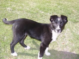 Seven Links Ranch Border Collies - Dog and Puppy Pictures