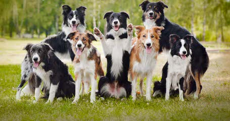 Show Me Border Collies - Dog Breeders