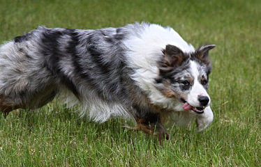 Biscuit Eaters K9 - Dog and Puppy Pictures