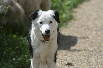 Border Collie Pups - Dog and Puppy Pictures