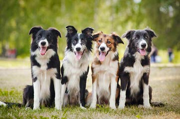 FLAT CREEK BORDER COLLIES - Dog Breeders