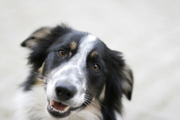 Enchantment Roadrunner Border Collies - Dog and Puppy Pictures