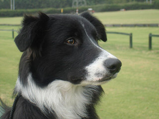 Seven Links Ranch Border Collies - Dog and Puppy Pictures