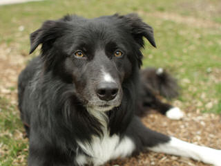 Red River Border Collies - Dog Breeders