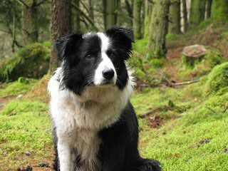 Border Collie Pups - Dog Breeders