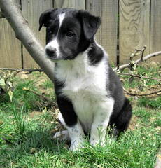 Border Collie Pups - Dog Breeders