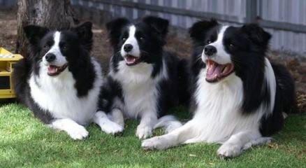 FLAT CREEK BORDER COLLIES - Dog and Puppy Pictures