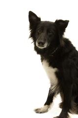 Rupproaring Border Collies - Dog Breeders