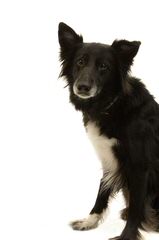 Border Collie Puppies - Dog Breeders