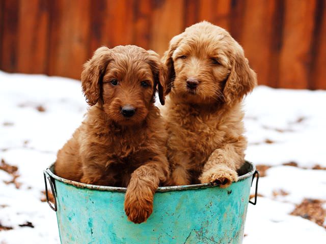 Bordoodles Dogs and Puppies