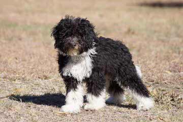 Bucket Puppy Bordoodles - Dog Breeders