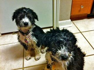 Bucket Puppy Bordoodles - Dog Breeders