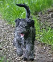 Bucket Puppy Bordoodles - Dog Breeders