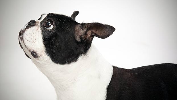 Boston Terrier - My Dog Breeders - Part 11