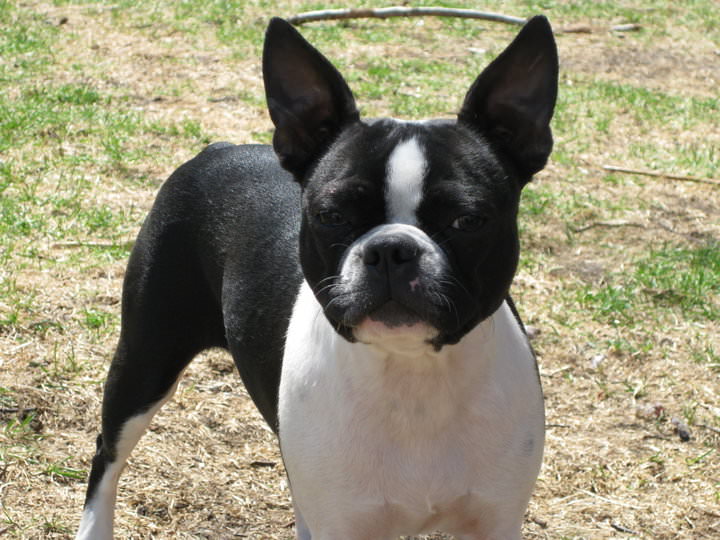 Boston Terrier - My Dog Breeders - Part 67