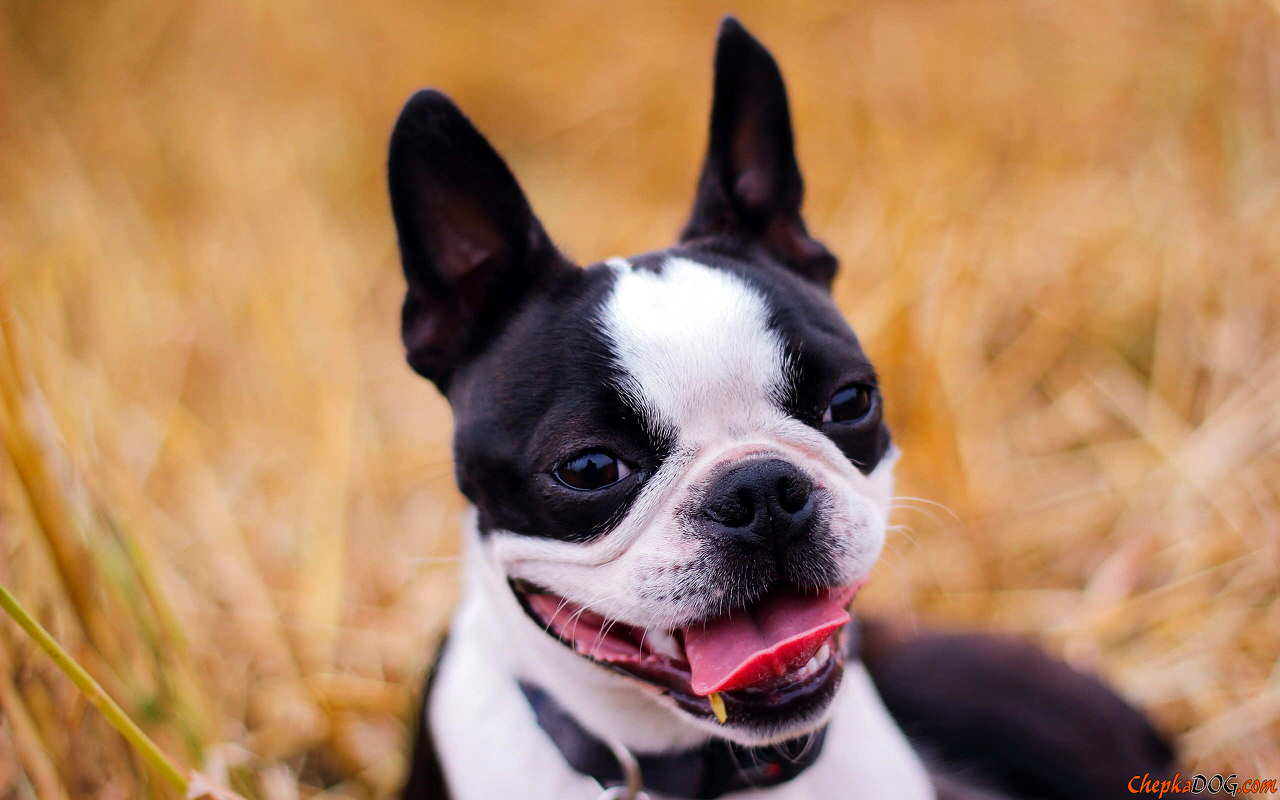 Boston Terrier Dogs and Puppies