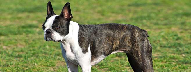 Boston Terrier - My Dog Breeders - Part 134