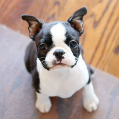 Champion Bloodline Boston Terrier Puppies - Dog and Puppy Pictures