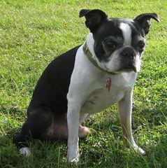 Ohio Boston Terrier’s - Dog Breeders