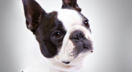 Reed’s Boston Terriers - Dog Breeders