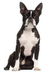 Hillbilly Boston Terriers - Dog and Puppy Pictures