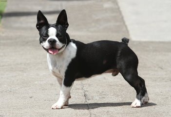 House of Hepley Boston Terriers - Dog and Puppy Pictures