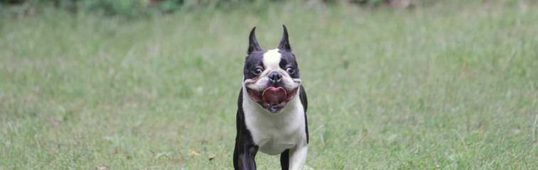 Bugg Puppies And Boston Terrier Puppies - Dog Breeders